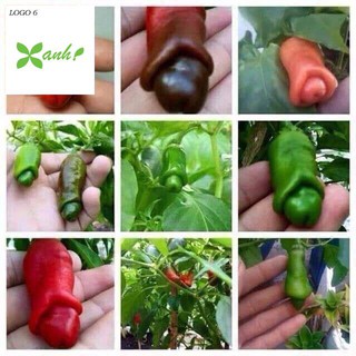 Gói 20 hạt Ớt cu tí siêu độc lạ Đẹp Giống dễ trồng,  chịu nhiệt trồng quanh năm