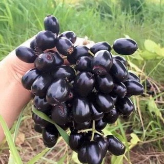 Cây giống trâm lùn