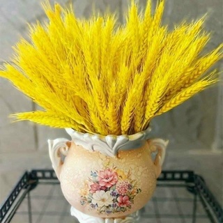 Bó 100 cành bông hoa lúa mạch