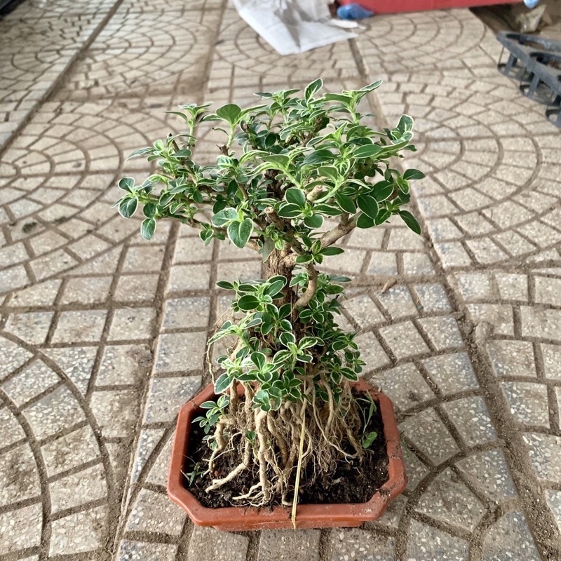 Bạch Tuyết Mai Bonsai ( để bàn )