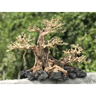 LŨA BONSAI CHO HỒ THỦY SINH Size Lớn [HT/02]