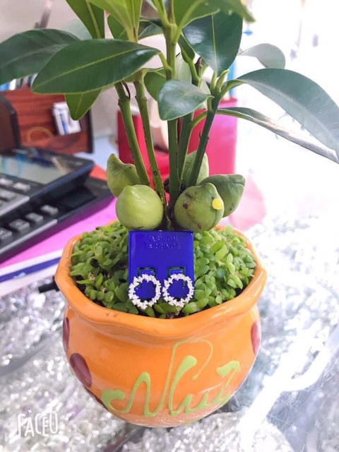 HOA TAI HUYỀN THOẠI BIỂN XANH- BẠC TA- SIÊU ĐẸP