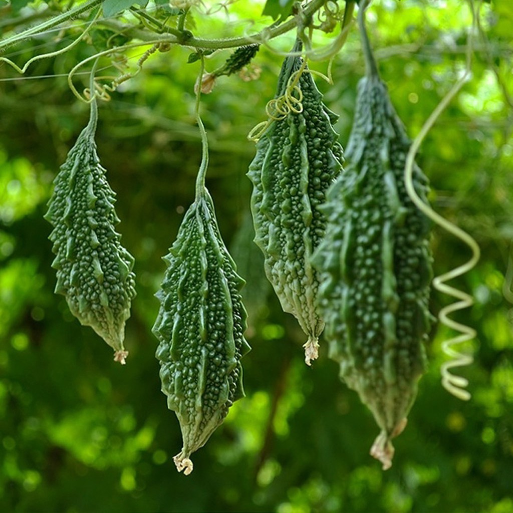 100gr bột khổ qua, mướp đắng tinh chất handmade.