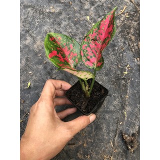 Combo 2 Mầm Cây Vạn Lộc