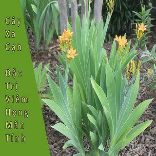 Cây giống xạ can - hỗ trợ điều trị ho, viêm phế quản