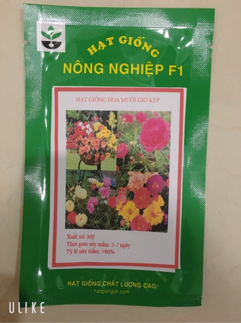 200 Hạt Giống Hoa Mười Giờ Mỹ Kép Mix