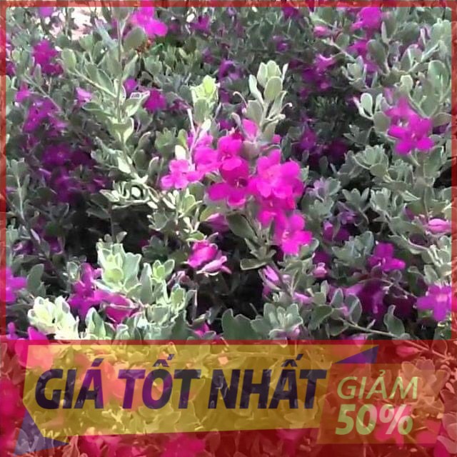 chậu cây TUYẾT SƠN PHI HỒNG, chậu to như ảnh, hoa cực đẹp hoa từ gốc đến ngọn