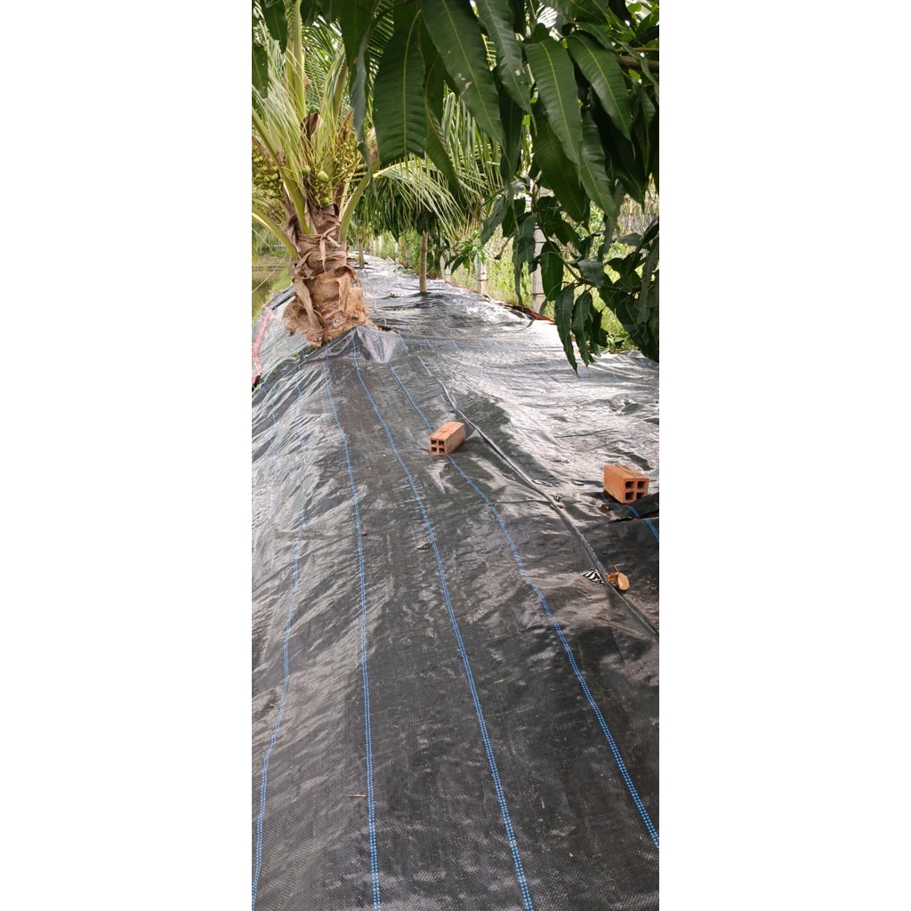 Tấm Bạt Phủ Chống Cỏ 2m x 10m