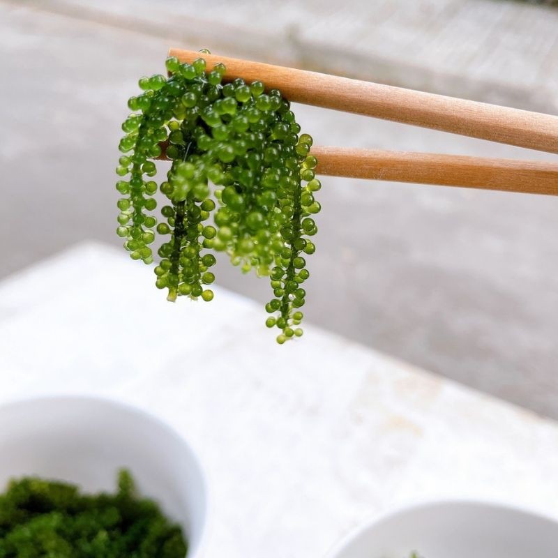 Rong nho tách nước Khánh Hòa gói lớn 100g ngâm nở thành 300g | BigBuy360 - bigbuy360.vn