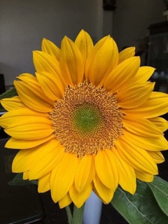 🌻🌻HƯỚNG DƯƠNG VÀNG CAO NHIỀU HOA