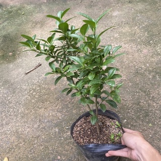 Cây chanh ta ( chanh tứ quý ) trồng bịch đen tán sum (Ảnh Thật)