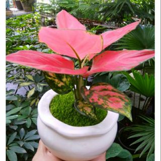 Chậu Vạn lộc đỏ Thái