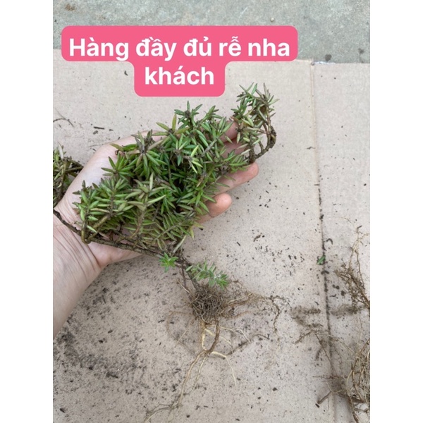 Hoa 10h nam phi HOA TẾT Kèm phân