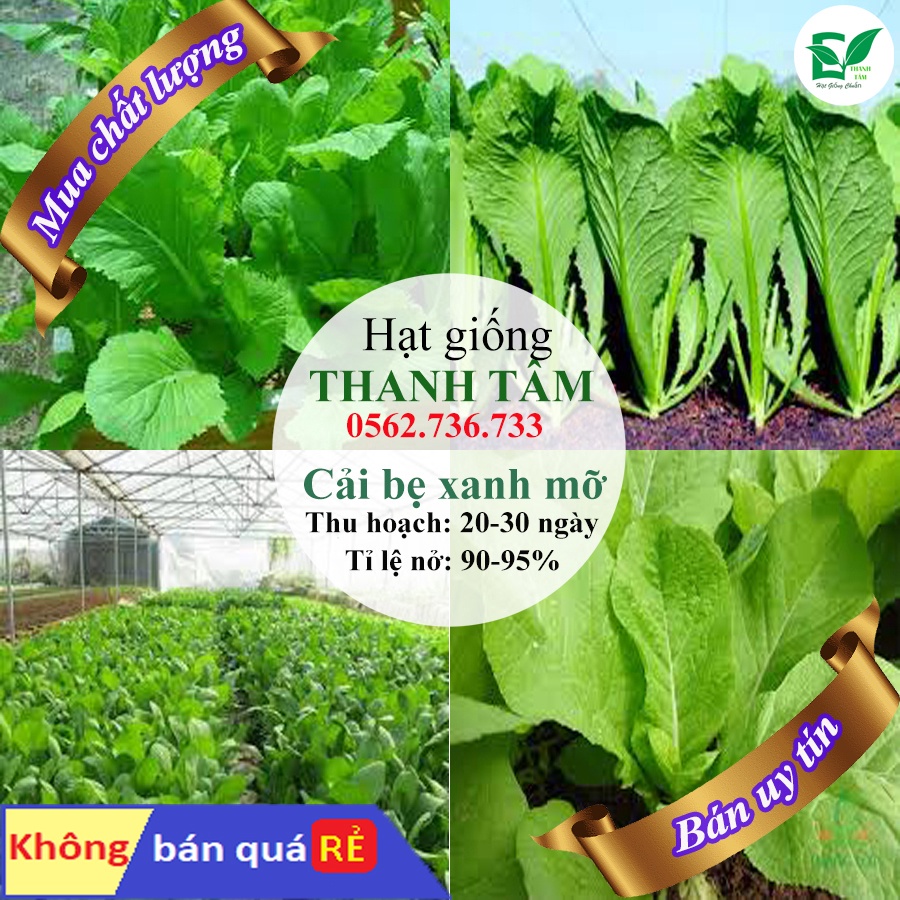 [ Bán chạy ] Hạt giống Cải bẹ Xanh mỡ-20g (tặng kèm 20 hạt Cải Kale Khủng Long)