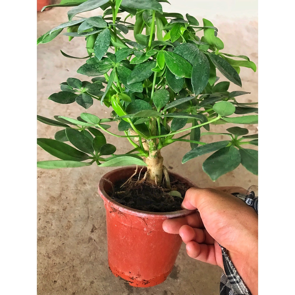 Cây ngũ gia bì   GIÁ TẠI VƯỜN  dễ chăm sóc, lọc không khí tốt có mùi thơm hợp làm chậu để bàn