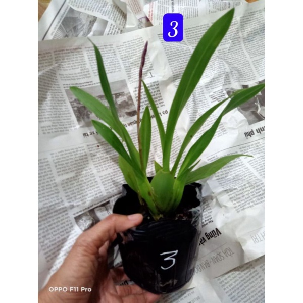 Vũ nữ các loại đang nụ đẹp
