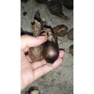 Củ Hoa Bỉ Ngạn