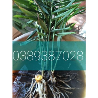 Cây ngải sậy vàng giống