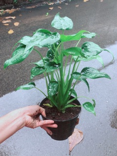 Cây Môn Tai Phật