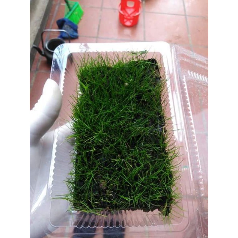 cây thủy sinh ngưu lùn xòe