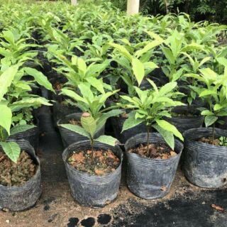 Cây vú sữa hoàng kim