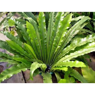 Tổ Quạ ghép Lan sỉ 15k(1 tổ 15cm)