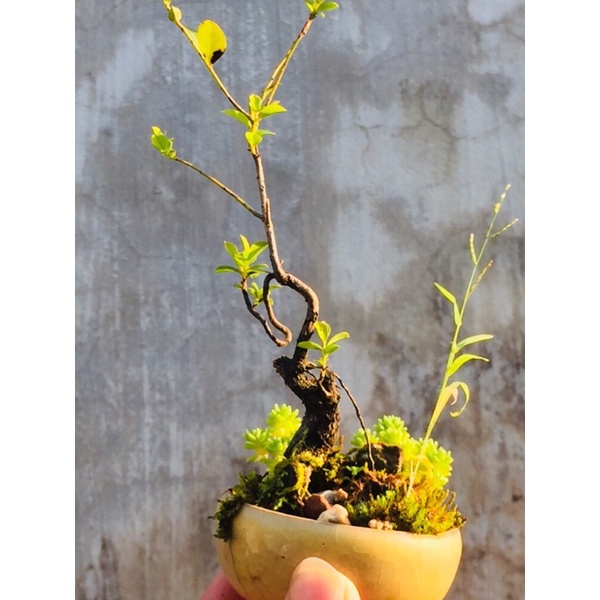 Cây bonsai mini để bàn(Cây tùng đen qn)