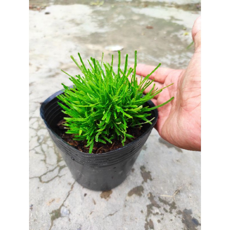Cây Cỏ Mây Mỹ