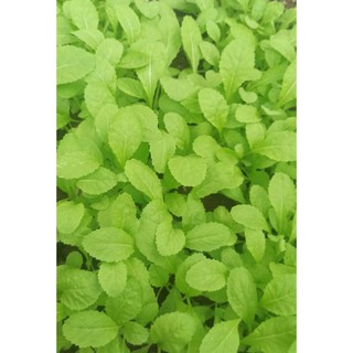 Hạt giống Cải bẹ xanh mỡ ăn non