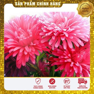 Hạt Giống Cúc Đà Lạt 50 hạt