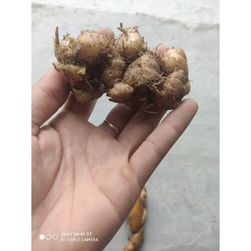 1kg củ địa liền tươi