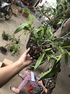 Phong lan quế tháng 4 Điện Biên (giò)