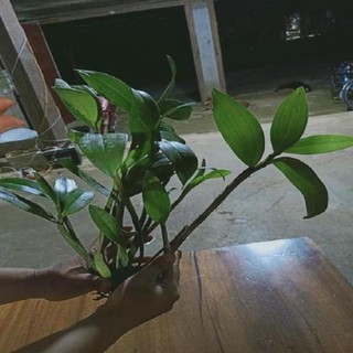 Hoa lan thủy tiên mỡ gà