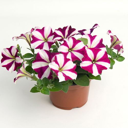 Hạt giống hoa, dạ yến thảo, dạ yên thảo hay hoa dã yên thảo có tên khoa học: Petunia Hybrida