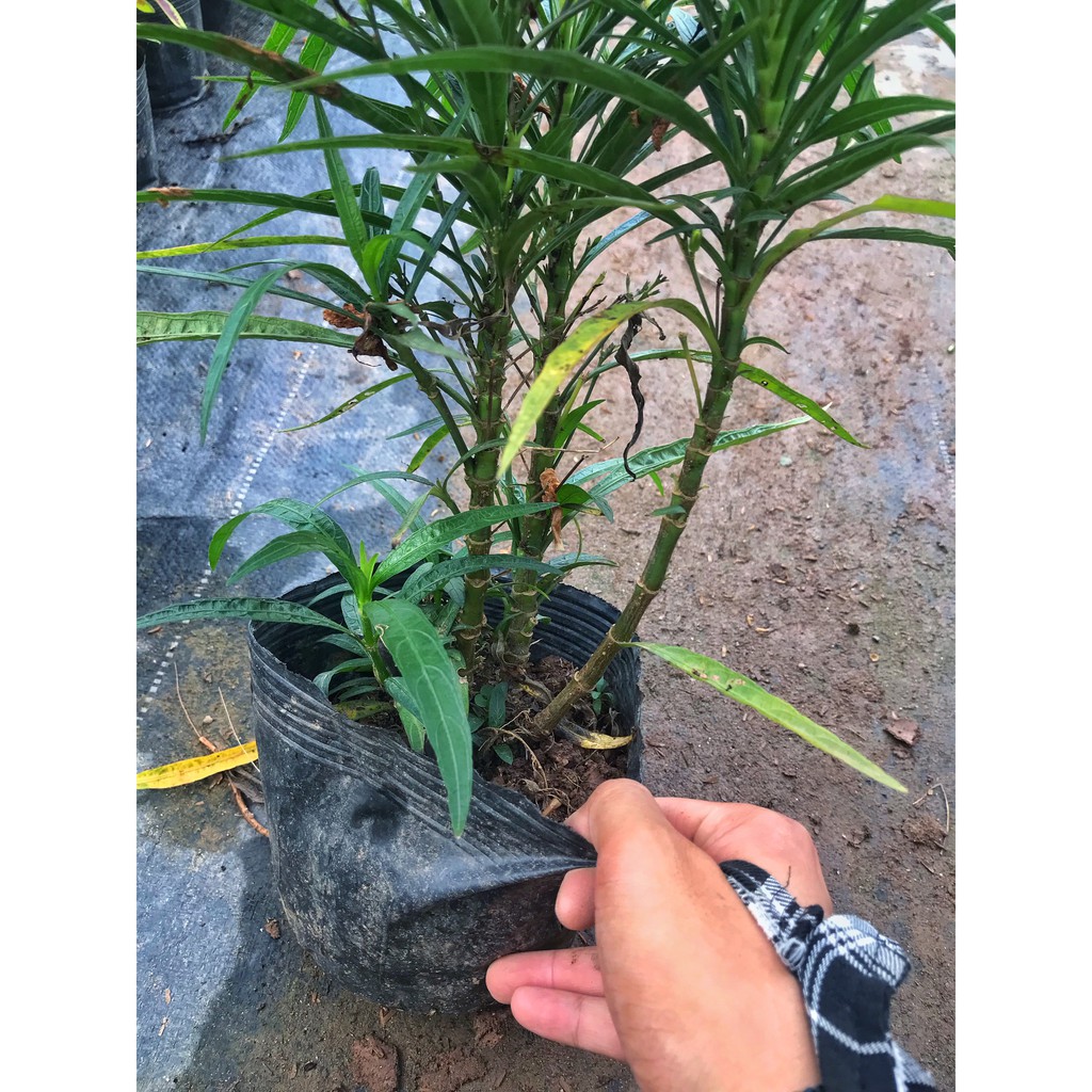 Hoa Thạch Thảo (Dạ yến thảo mexico) trồng bịch đen cao 10-15cm xum xuê thích hợp trang trí nội ngoại thất, sân vườn