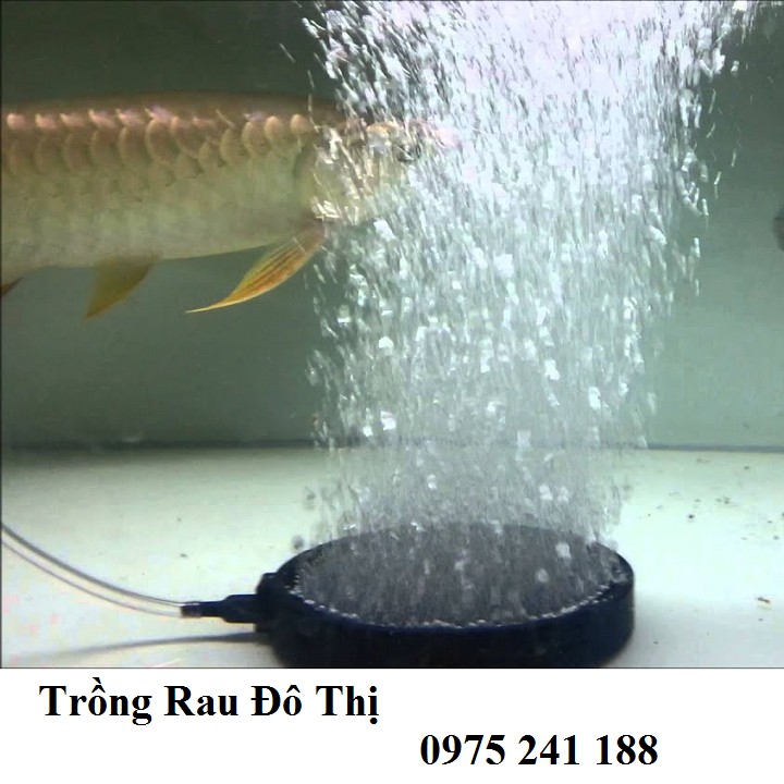 Đĩa sủi oxy 10cm, 12cm, 15cm cho hồ cá bể cá thủy sinh (dùng với máy sủi oxy)