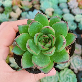 sen viền lửa đẹp, khỏe, thuần khí hậu miền nam.