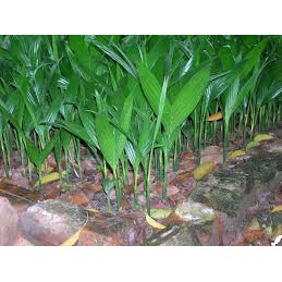 Cây giống CAU LÙN - Cây giống chuẩn F1