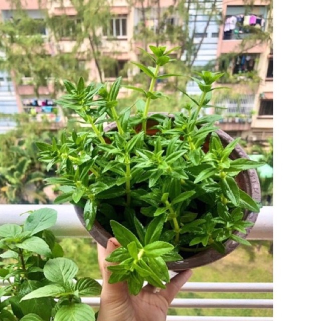 cây rau ngò ôm hay ngò om, rau thơm nêm canh chua tên khoa học Limnophila aromatica