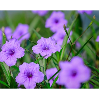 Hoa chiều tím ra hoa quanh năm