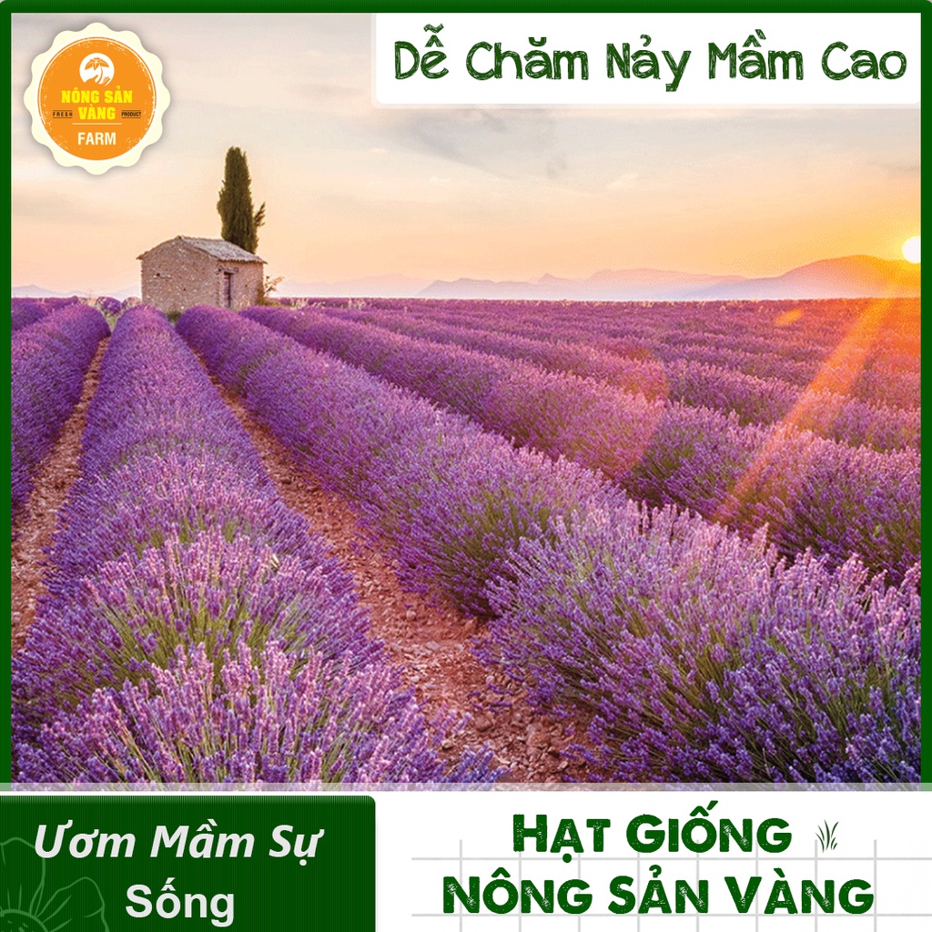 [HCM]Hạt giống Hoa Oải Hương ( Gói 50 Hạt ) - Nông Sản Vàng