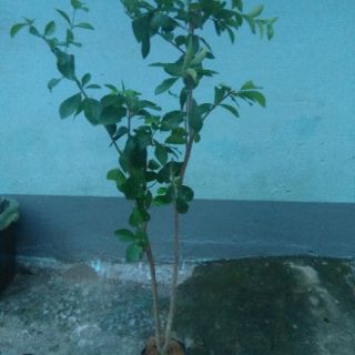 Cây sơ ri- chiều cao khoảng 1m (freeship)