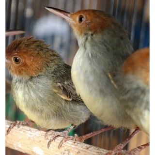 Prenjak Top Birds