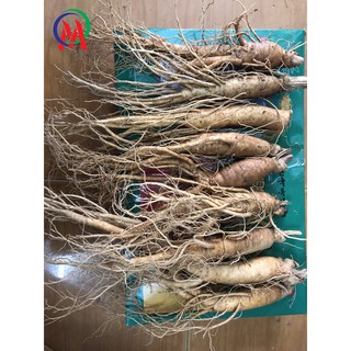 nhân sâm hàn quốc hình thật loại củ nhỏ