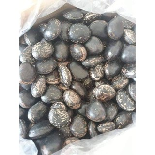 10 Hạt đậu lào (đậu hút nọc, hạt rắn cắn)