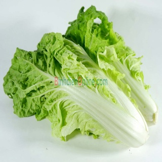 Hạt giống Cải Dún MV - 42
