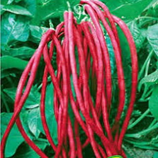 Hạt Giống Đậu Đũa Ngồi Đỏ (15Gr) - Dễ Trồng, Dinh Dưỡng, Năng Suất Cao - MUA 3 TẶNG 1 CÙNG LOẠI