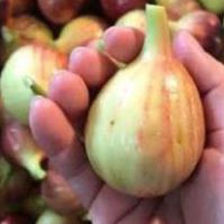 Cây sung mỹ