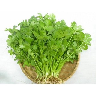 Hạt giống Ngò Hạt Nhỏ 31 (20gr)
