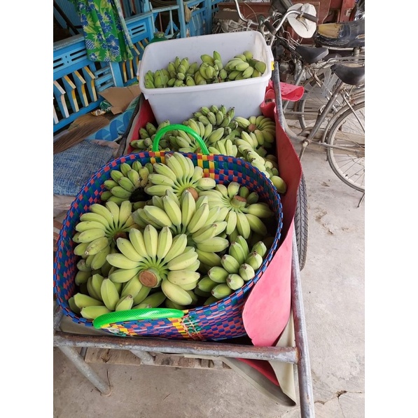 Chuối sáp nghệ